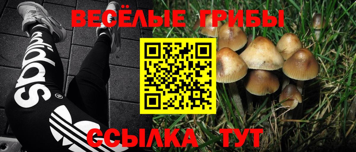 Галлюциногенные грибы Psilocybine cubensis Дзержинский